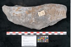 Foto (Objekt + Etikett) von Asterophyllites sp.  (NHMW-GEO-2024-0188-10993)